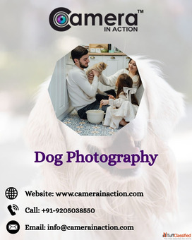 Are You Searching for Dog Photographers Near Me