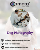 Are You Searching for Dog Photographers Near Me