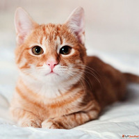 Cats for sale in Mumbai - 2025