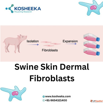 Swine Skin Dermal Fibroblasts Reliable Models for Dermatological Research