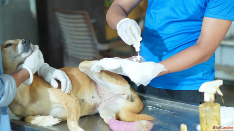 Support Animal Rescue Foundations - Give Strays a Better Life Delhi