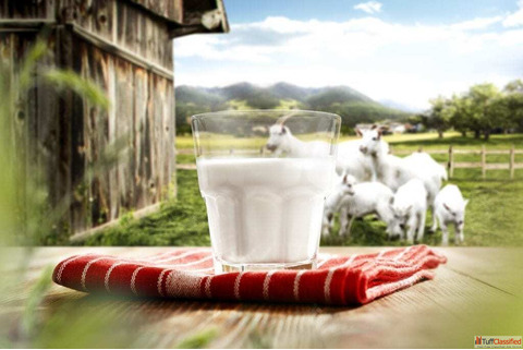 Is Goat Milk Healthier Than Cow Milk