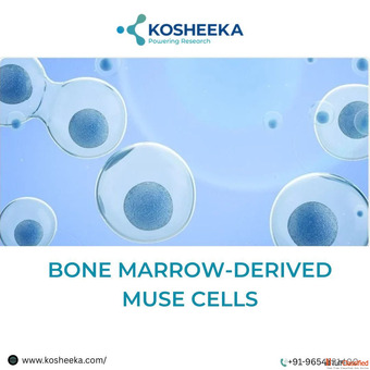 Explore Regenerative Medicine with Bone Marrow-Derived Muse Cells