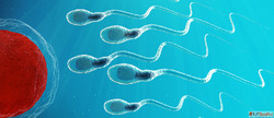 Best TESA and PESA Fertility Treatment in Bangalore