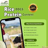 Rice ddgs protein content