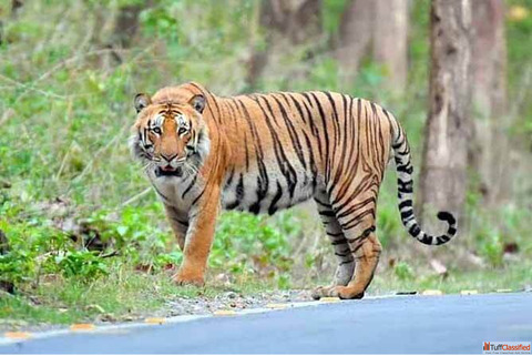 Why Choose Corbett Dhikala Tourism for the Best Corbett Dhikala Tour in Jim Corbett National Park