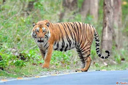 Why Choose Corbett Dhikala Tourism for the Best Corbett Dhik...