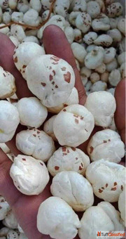 Makhana or Fox Nuts or Gorgon Nuts