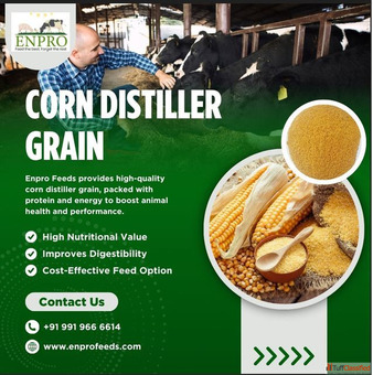 Corn distiller grain