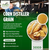 Corn distiller grain