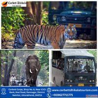Why is Corbett Dhikala Tourism the Most Popular Choice for W...