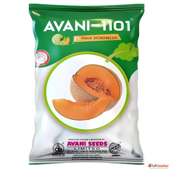 Buy Farm-Grade Muskmelon Seeds Direct Online