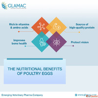 The Nutritional Benefits of Poultry Eggs A Guide to Egg Cons...