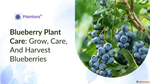Blueberry Plant Care Grow Care And Harvest Blueberries.