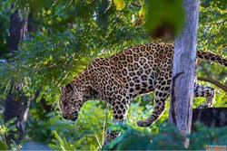 Why Choose Jeep Safari Booking in Corbett for Your Next Adve...
