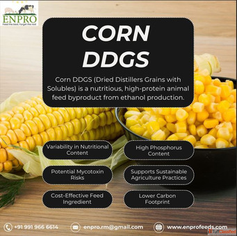 Corn ddgs