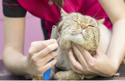 Cat Grooming Services Near Me in Goa