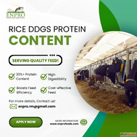 Benefits of rice ddgs in animal feed