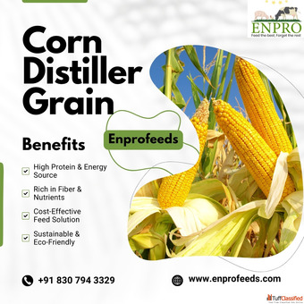 Corn distiller grain