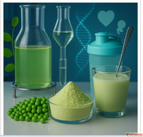 Pea Protein Manufacturer