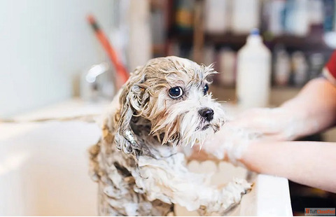 Dog Hydrotherapy Spa Treatment in Goa