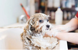 Dog Hydrotherapy Spa Treatment in Goa