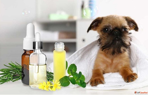 Calming Essential Oil Therapy for Pets in Goa