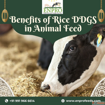 Benefits of rice ddgs in animal feed