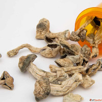 Buy Psilocybin Australia