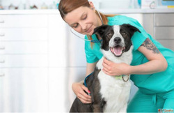 Top 10 Best Veterinary Doctors in Gurgaon - Expert Pet Care ...