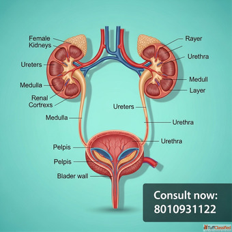 Know Your Body Female Urinary Tract Anatomy Explained Simply.