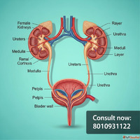 Know Your Body Female Urinary Tract Anatomy Explained Simply...