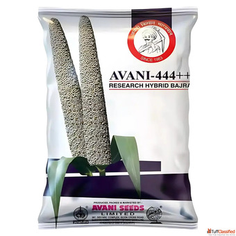 Top Bajra Pearl Millet Seeds Supplier in India Quality Seeds