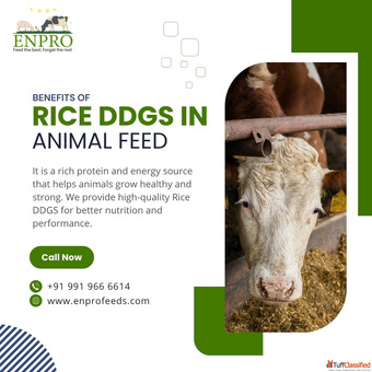 Benefits of rice ddgs in animal feed