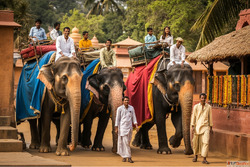 Elephant Village Jaipur Experience The Royal Connection