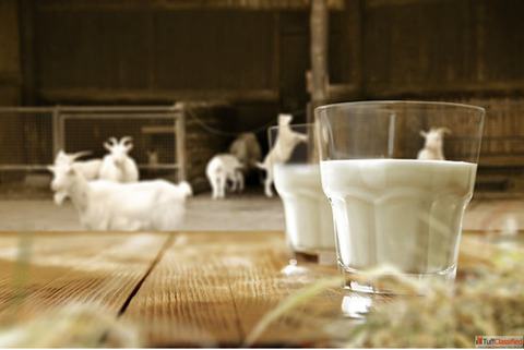 What is Goat Milk Good For