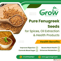 Pure Fenugreek Seeds for Spices Oil Extraction Health Produc...