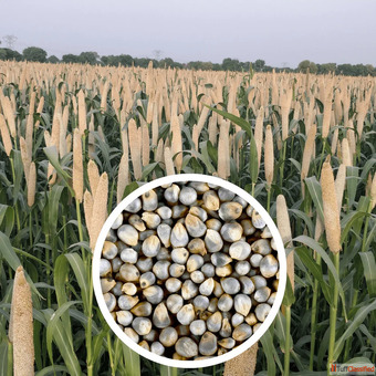 Cereal Seeds Supplier in India Wholesale Bulk Supply