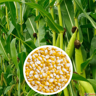 Cereal Seeds Supplier in India Wholesale Bulk Supply