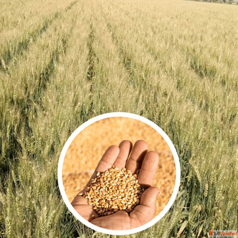 Cereal Seeds Supplier in India Wholesale Bulk Supply