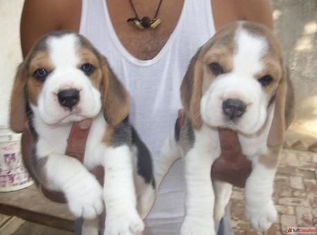 Find 100 Pure Dogs for Sale in Delhi