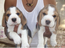 Find 100 Pure Dogs for Sale in Delhi