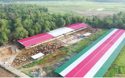 Krishnayan's Cow Shelter A Sanctuary for Desi Cows