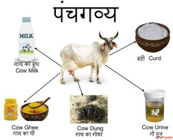 Panchgavya A Sacred Elixir for Health Spirituality