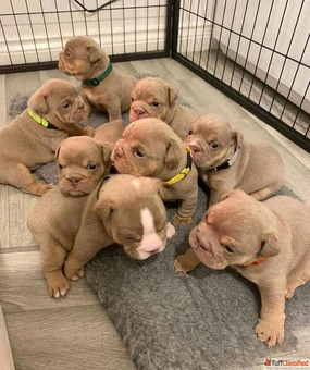 Fabulous English Bulldogs