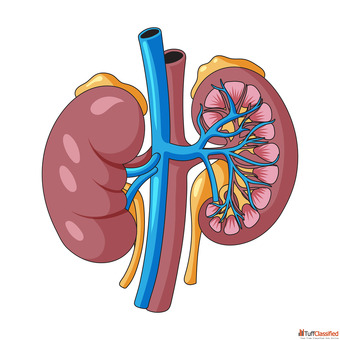 Homeopathy Kidney Specialist in Agra Gentle Care by Dr. Ankur Prakash