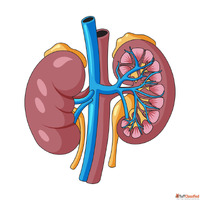 Homeopathy Kidney Specialist in Agra Gentle Care by Dr. Anku...