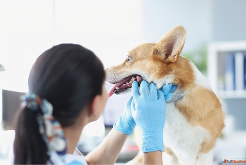Dog Teeth Cleaning Clinic in Goa