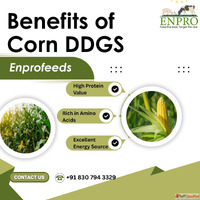 Benefits of corn ddgs