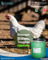 Top Poultry Feed Additives Company in India Improve Poultry ...